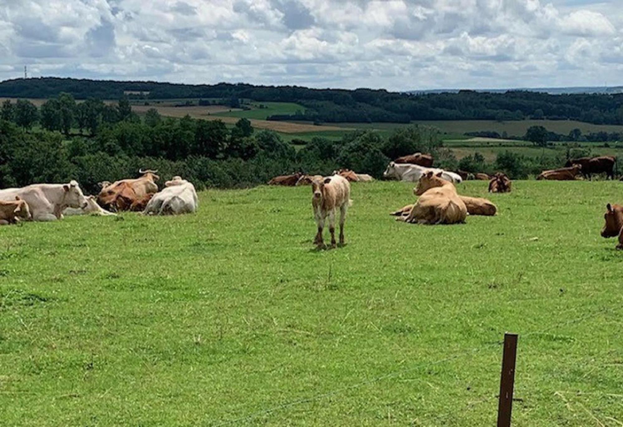 B&B Foret D'Animaux Bouillon Luaran gambar